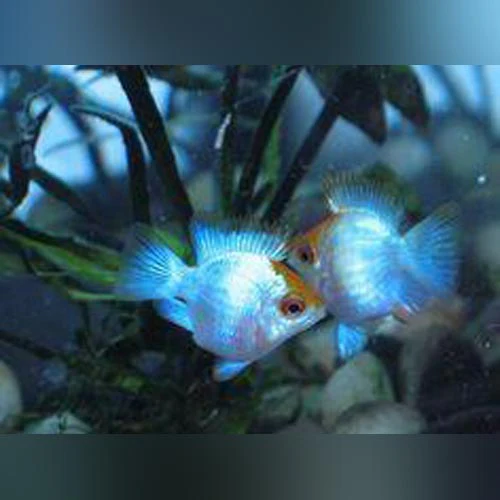 New Freshwater Arrivals